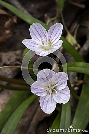 Tiny Spring Beauty Flowers in the Woods Stock Photo