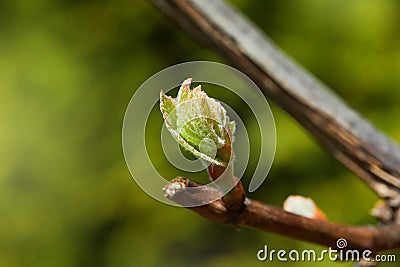 Tiny spring leaves of grapes plant. Close up shot of tiny buds Stock Photo
