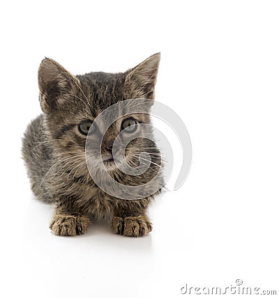 Tiny stray kitten Stock Photo