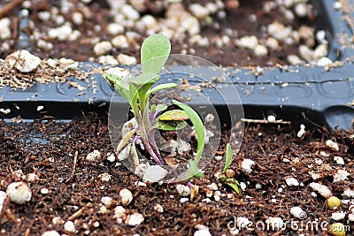 Tiny Sweet Alyssum seedlings growing in soil in a tray Stock Photo