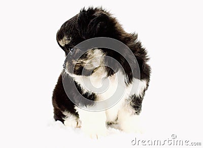 Applehead Chihuahua Puppy with Long White Brown and Black Long Fur with White Backdrop Stock Photo