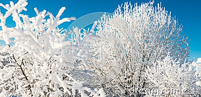 Tiny tree branches covered with snow frost Stock Photo