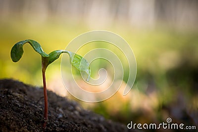 Tiny tree sapling Stock Photo