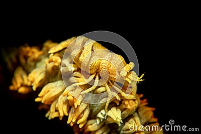 Yellow Xeno crab on yellow whip coral Stock Photo
