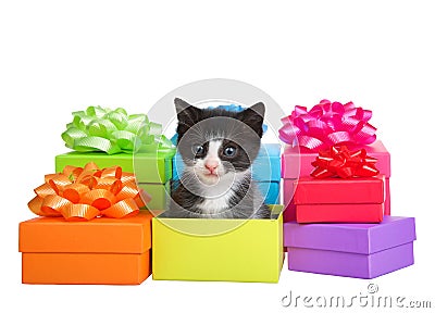 Tiny tuxedo kitten sitting in a box in piles of small colorful bright holiday presents Stock Photo