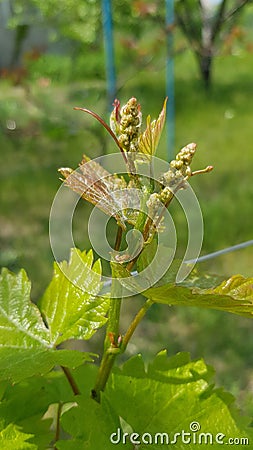 Tiny unripe bunch of grape closeup with green blurred background Stock Photo