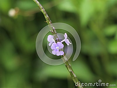 Tiny violate flowers as background Stock Photo