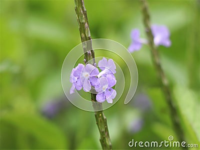 Tiny violate flowers as background Stock Photo