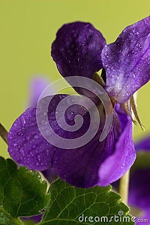 Tiny violets, spring is already here. Stock Photo