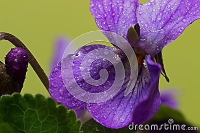 Tiny violets, spring is already here. Stock Photo