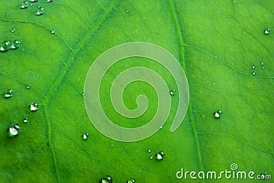 water droplets on Lotus leaf background Stock Photo