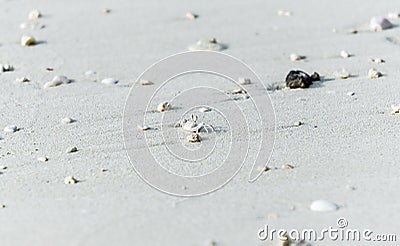 Tiny white crab on sand of Maldives Stock Photo