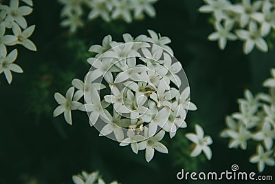 Tiny white flowers that are beautiful in nature Stock Photo