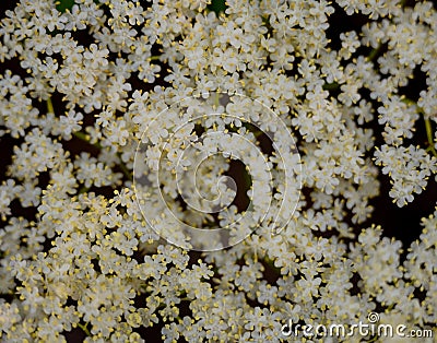 Tiny White Flowers Bloom In Tight Group Stock Photo