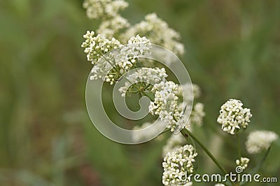 Tiny white flowers of Northern bedstraw are blooming in the wild Stock Photo