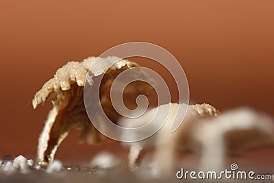 Tiny White Mushroom in rain season on moisture old wood on floor Stock Photo