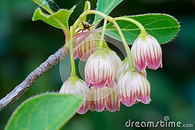 Tiny white-purple flowers hanging from a branch Stock Photo