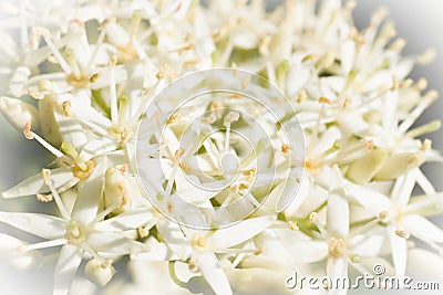 Tiny white spring flowers in close view Stock Photo