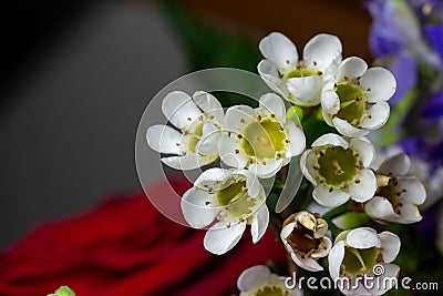Tiny white waxflowers in a florist arrangement with defocused background Stock Photo