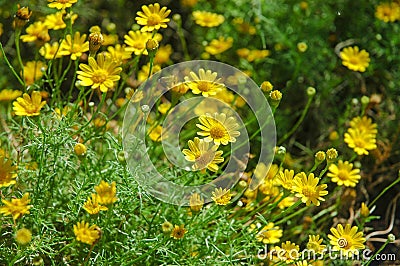 Tiny yellow flower in green field Stock Photo