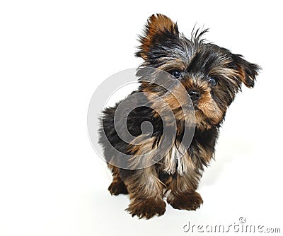 Tiny Yorkie Puppy Stock Photo