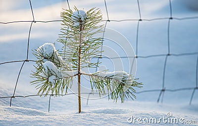 Tiny young one pine tree Stock Photo