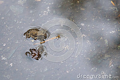 Tiny young Western Toad, in a rain puddle, migrating across the Lost Lake Trail from Lost Lake to the Alpine Forest, Whistler, Bri Stock Photo