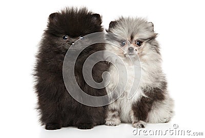 Tiny Zwerg Spitz puppies on white background Stock Photo