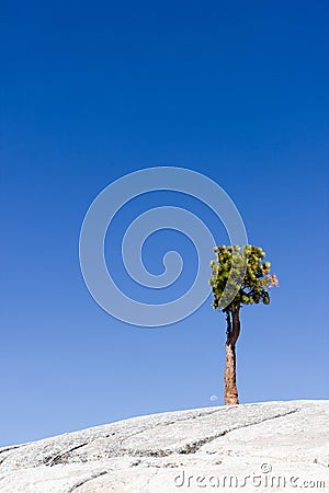 Tioga Road, Joshua Tree, California, USA Stock Photo