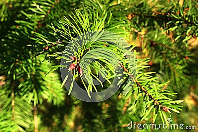 Tip of balsam fir coniferous tree, also called north american fir, latin name abies balsamea, in bright afternoon sunshine. Stock Photo