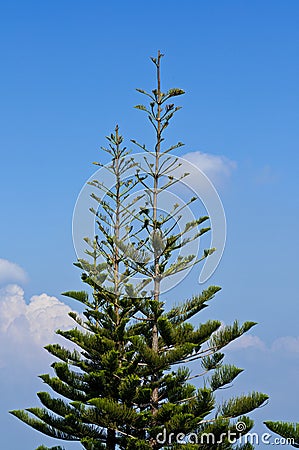 Tip of Pine Tree branches Stock Photo