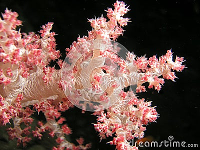 Tip of Soft coral Stock Photo