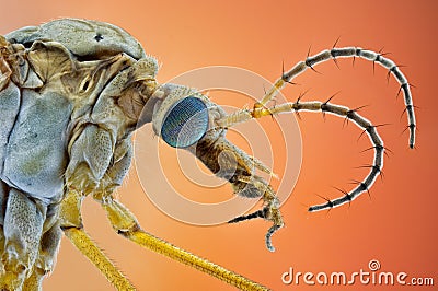 Tipulidae Stock Photo