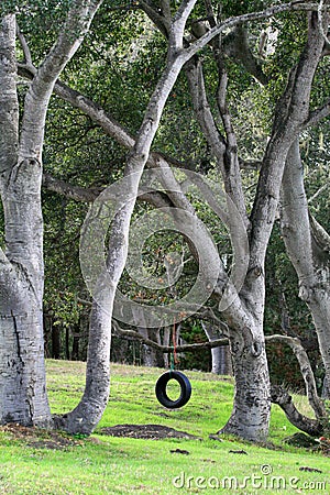 Tire Swing Stock Photo