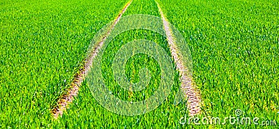 Tire tracks in a green field Stock Photo