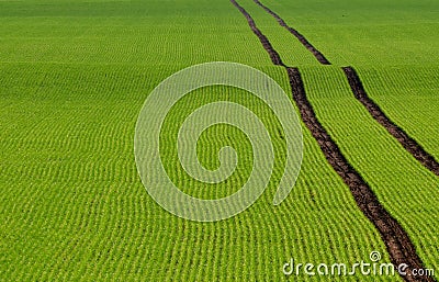 Tire tracks on the green field Stock Photo