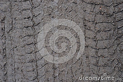 Tire tracks truck on a dirt road Stock Photo