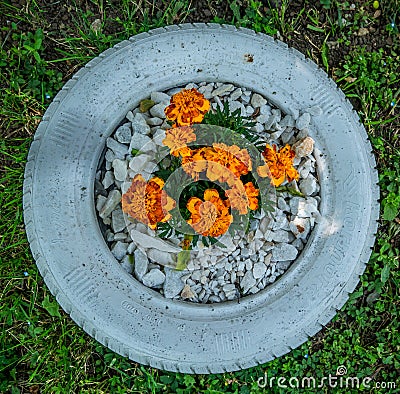 A tire used as a planter with flowers or plant. friendly method of recycling of tires car Editorial Stock Photo