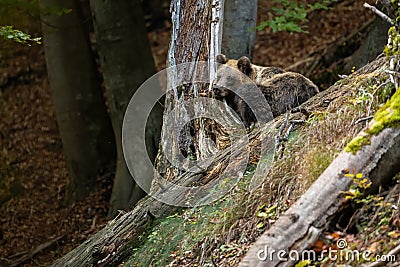 Tired brown bear sleeping in forest in autumn nature Stock Photo