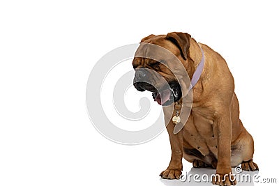 Tired brown bullmastiff dog with collar yawning and drooling Stock Photo