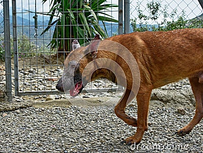 Tired brown dog in a cage in kennel Stock Photo
