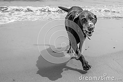 Tired Brown Lab from playing the the ocean Stock Photo