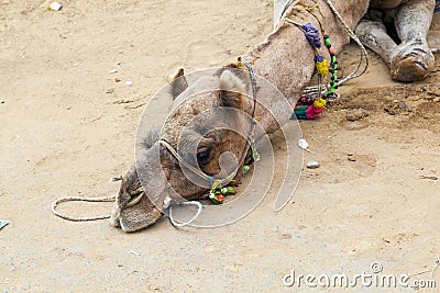 Tired camel lying on the earth Stock Photo