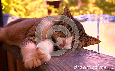 Tired cat sleeps on the porch of a country house on a sunny day. Domestic cat lying on a black wood. Stock Photo