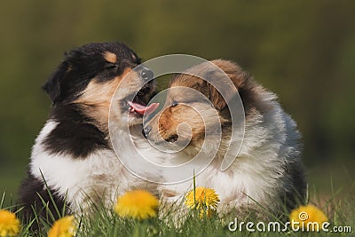 Tired Collie puppies Stock Photo