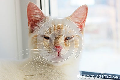 tired distant, angry suspicious cat. cute beautiful white cat with blue eyes. fluffy white fur. red ears and tail Stock Photo