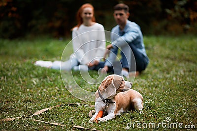 Tired dog lying on the grass protecting his owners Stock Photo