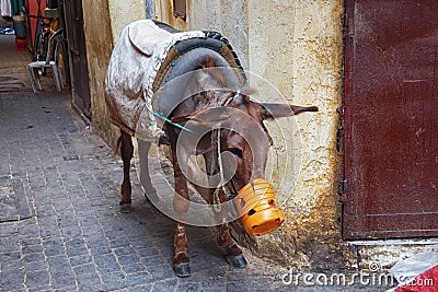 Tired donkey in Meknes medina. Meknes is one of the four Imperial cities of Morocco and the sixth largest city by population in Stock Photo