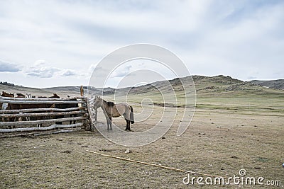 Tired donkey near corral with horses Stock Photo