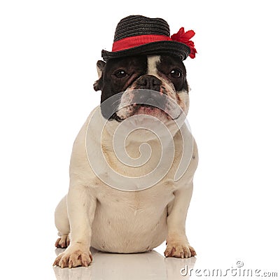 Tired french bulldog with black hat sitting down Stock Photo